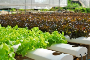 hydroponics green vegetables